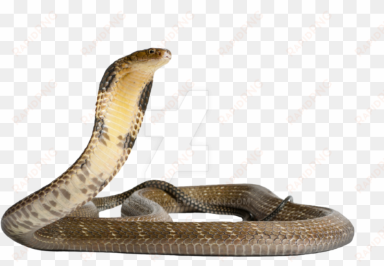 king cobra png free download - king cobra png