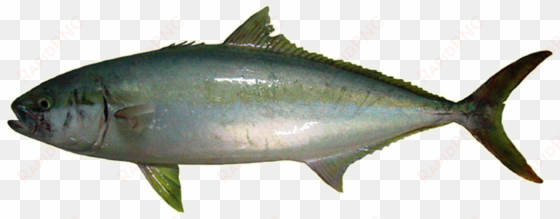 king fish - king fish png
