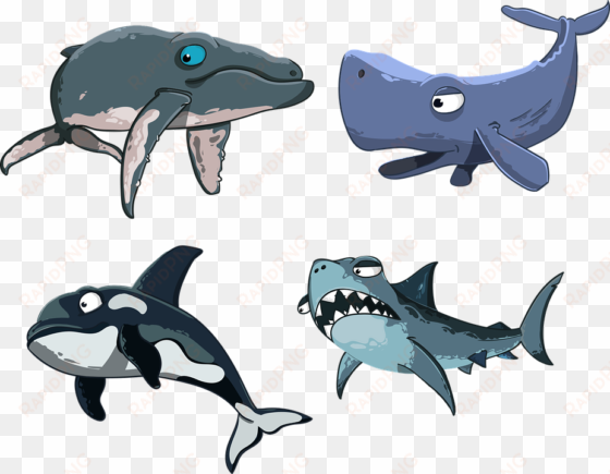 kit, sperm whale, shark, killer whale, humpback whale - killer whale