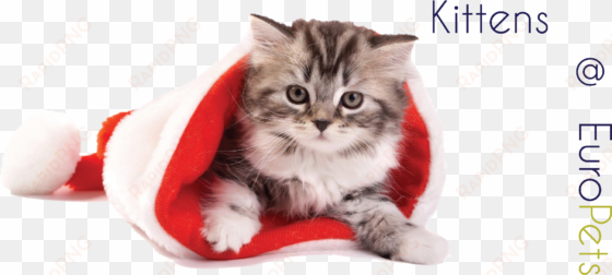 kitten - cat with xmas cap