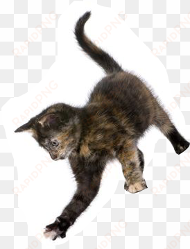 kitten - exceptional names for extraordinary pets