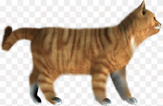 kitten png pic - cat hd images png