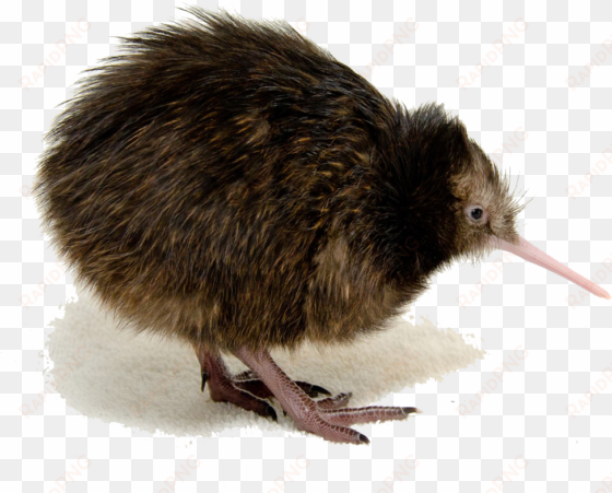 kiwi bird png clipart - north island brown kiwi transparent