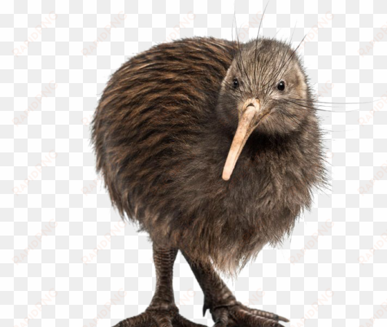 kiwi bird transparent background - kiwi bird white background