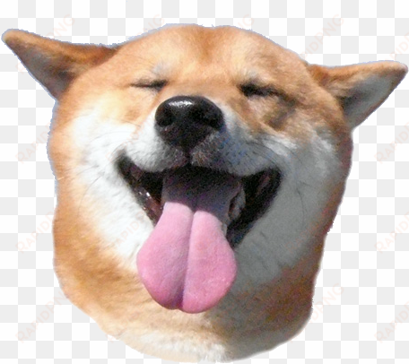 kobosu head super smile - shibe png