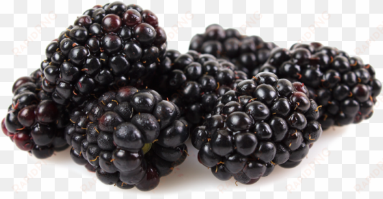 kotata blackberries - black pepper free png