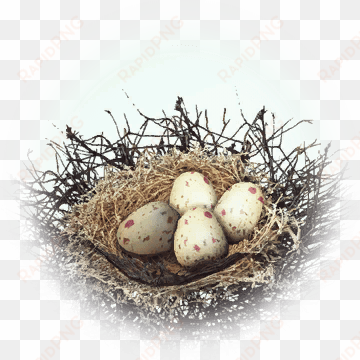 kuku bird nest - bird nest