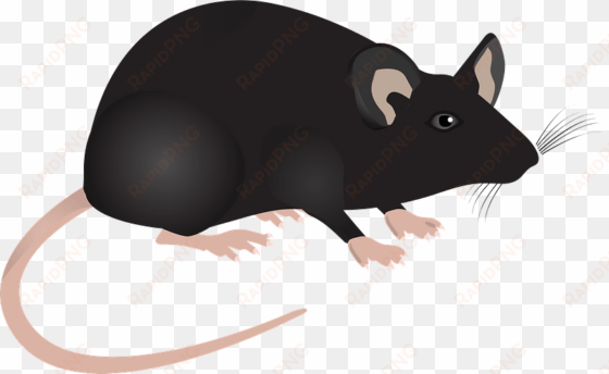 lab mouse mouse science lab animal mammal - mice lab png