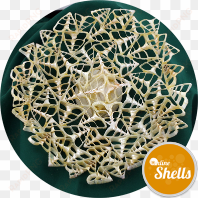 lace pearl troca dish - seashell