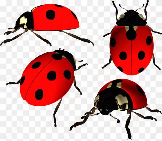 lady bug png
