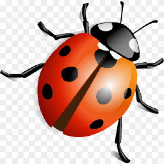 lady bug png free download - insects png