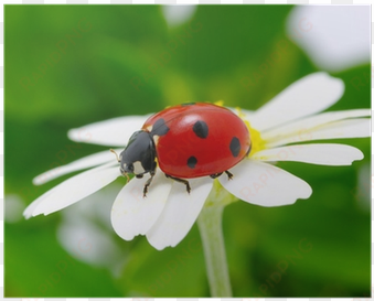 ladybird beetle