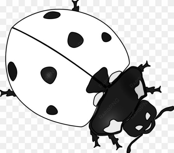 ladybird beetle drawing clip art - ladybug symbol black and white