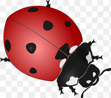 ladybug insect beetles coccinellidae ladyb - ladybird black and white