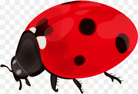 ladybug png clip art - ladybug png