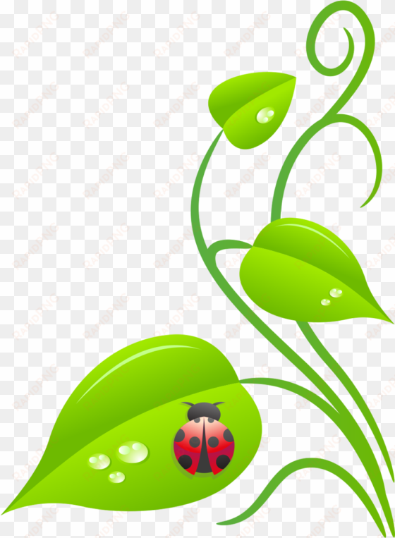 ladybug vine - botanical garden clip art