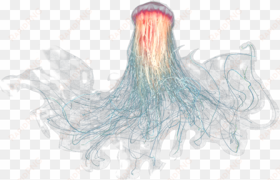large jellyfish - jelly fish png