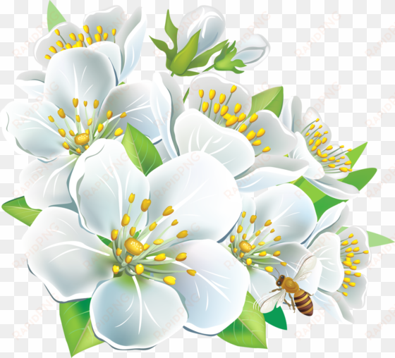 large white flowers png clipart