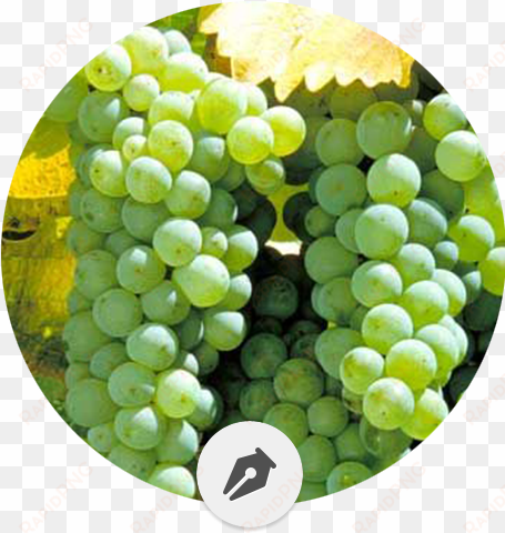 las 12 variedades de uva blanca más importantes - sauvignon blanc