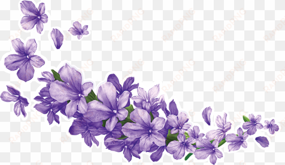 lavender-7 - lavender png
