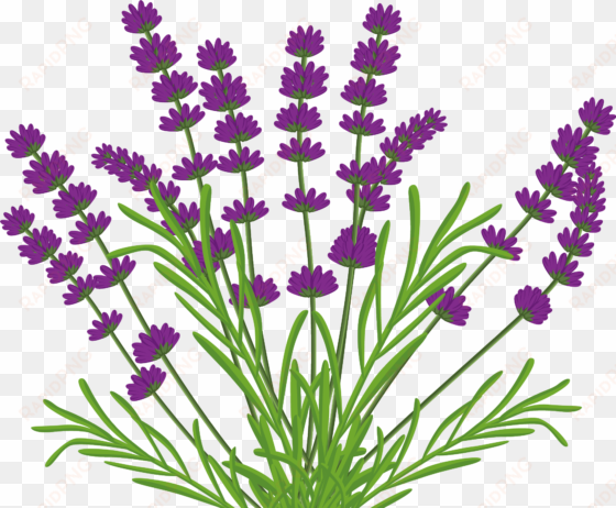 lavender bush png by kibblywibbly on deviantart - vector lavender bush