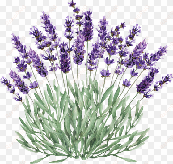 lavender bush png clip stock - lavender plant clipart png