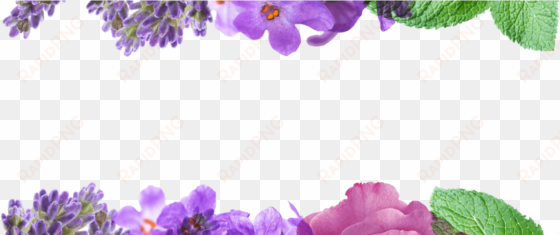 lavender & white mint - mint and lavender png