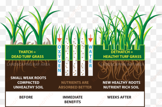 lawn aeration & sprinkler startup experts in aurora, - lawn aeration benefits