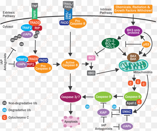 lc3 antibody - caspase 9 signaling pathway