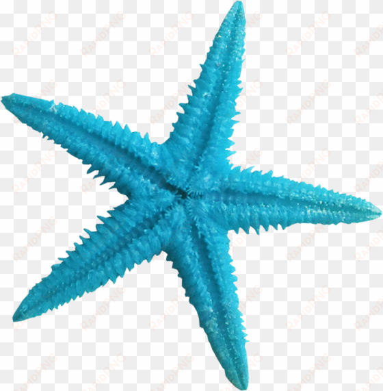 ldw underpalmtree seastar-blue - transparent background starfish png