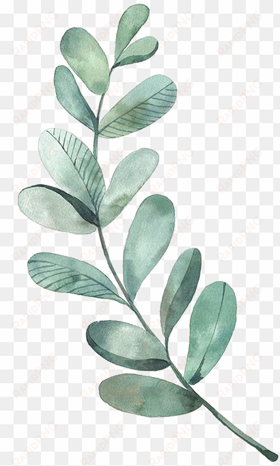 leaf drawing watercolor painting illustration - watercolor eucalyptus leaves png