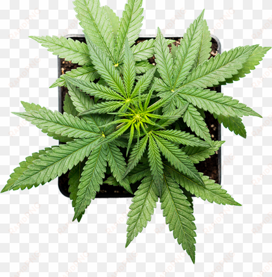 leaf-img - cannabis