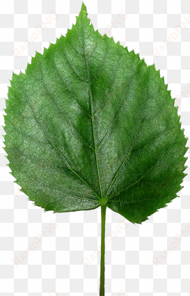 leaf - liść png