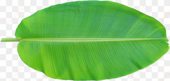 leaf musa basjoo xd - banana leaf clipart png