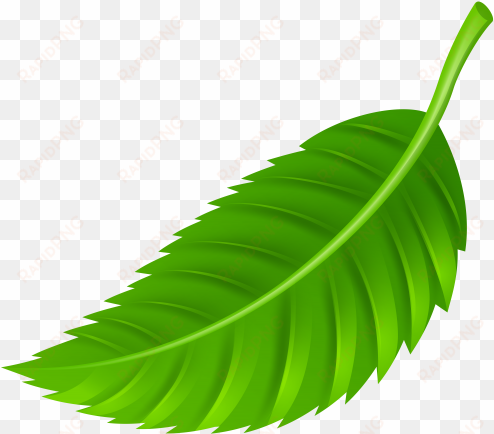 leaf png clip art