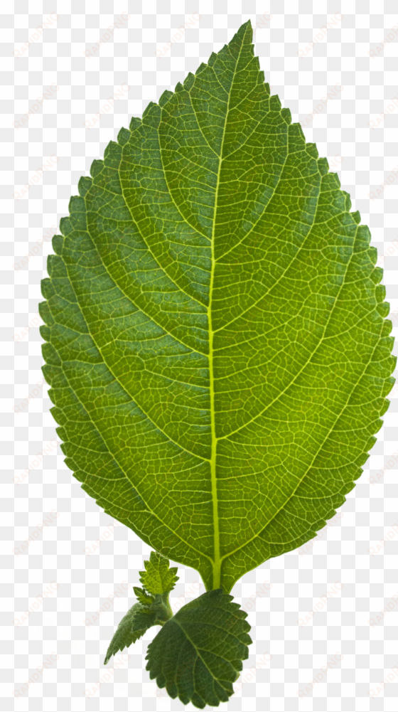 leaf png hd - png hd