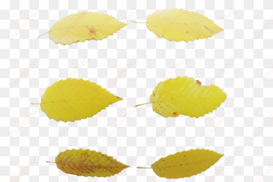 leaf set - lemon