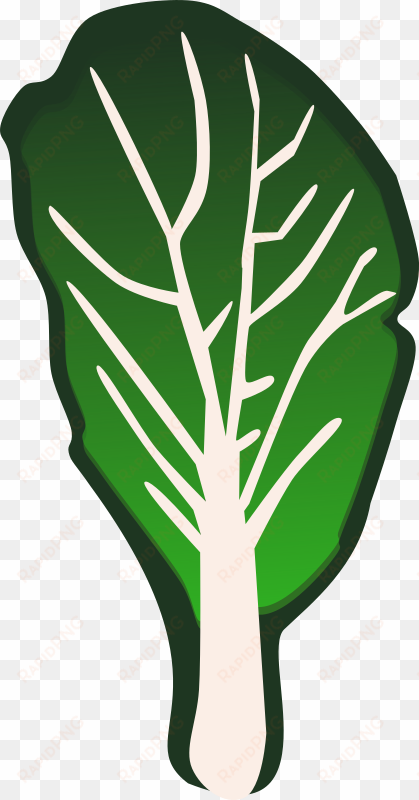 leaf vegetable kale cabbage spinach - vegetable clip art