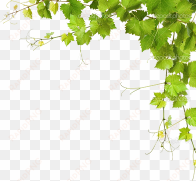 leaf vine png download - grapes leaves png