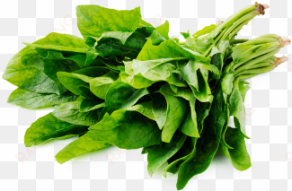 leafy fresh english spinach - spinach