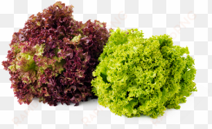 leafy fresh red & green coral lettuce - red and green coral lettuce