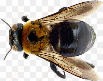 learn about bees - carpenter bee