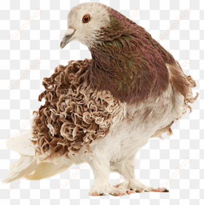 learn about more fancy pigeon breeds click here - frillback pigeons