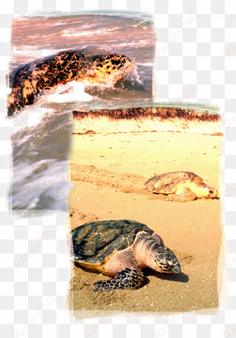 learn about sea turtles remarkable marine reptiles - seaworld parks & entertainment