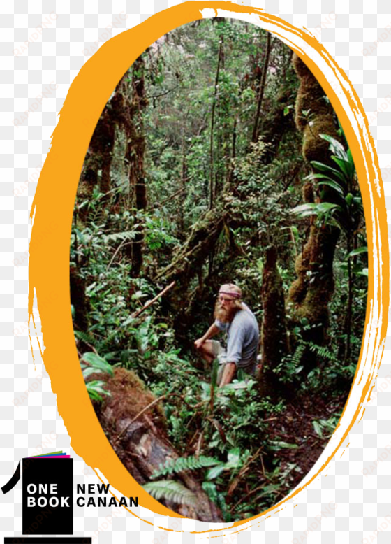 learn about the beautiful rainforest of papua new guinea, - american larch