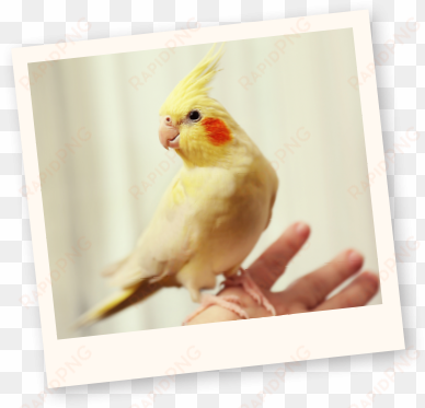 learn more about birds - cockatiels birds