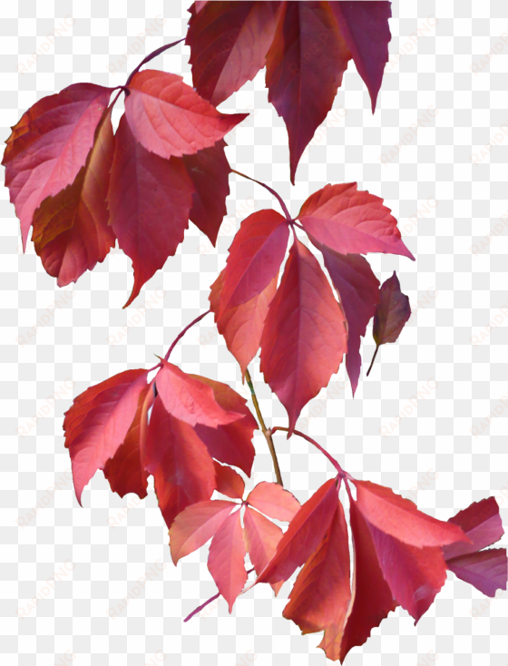 leaves png image - autumn leaves png