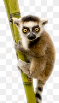 lemur - lemur ring tailed white background