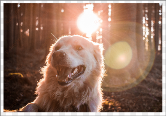 lens flare happens when stray light reflects on some - dog