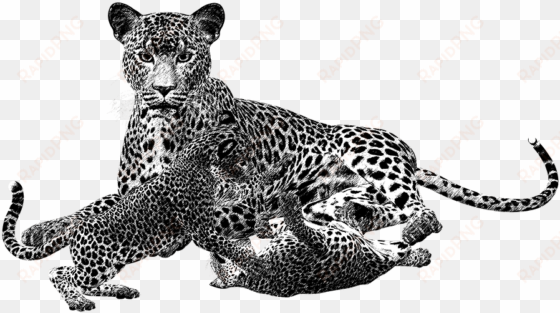 Leopard Png Black And White Transparent Leopard Black - Animales Carnivoros En Blanco Y Negro transparent png image